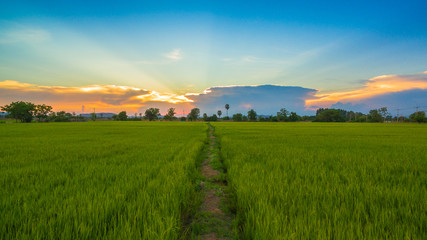 Fototapeta na wymiar a small walk way in the rice field and it use for keep revel of water for grow rice
