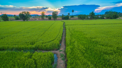 a small walk way in the rice field and it use for keep revel of water for grow rice