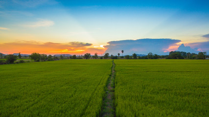 Obraz premium a small walk way in the rice field and it use for keep revel of water for grow rice