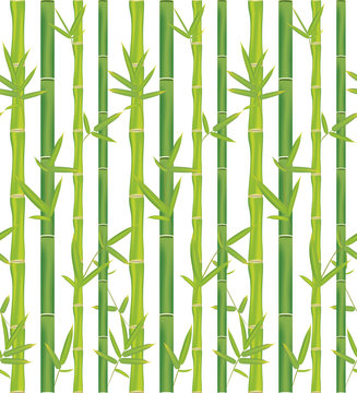 Bamboo branches design © AnnaPa