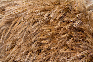 Fototapeta premium Golden ears of wheat close-up. Natural backgrounds