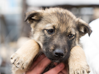 Beautiful puppy oudoors in the woman hands