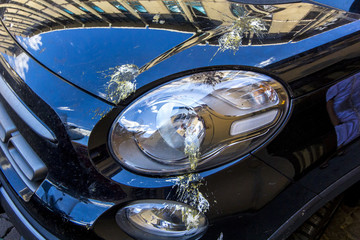 Bird droppings on car, shit bird covered on headlight and hood vehicle.