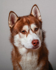 Close-Up portrait beautiful husky dog on gray background for cut out.
