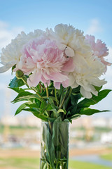 Elegant bouquet of white and pink peonies against the blue sky. Delicate white and pink peonies.
