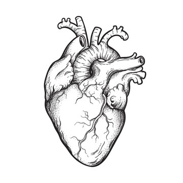 Naklejka Human heart anatomically correct hand drawn line art and dotwork. Flash tattoo or print design vector illustration.