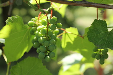 Grapes