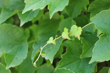 Gape leaves