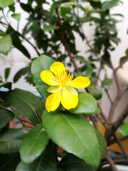 Obraz premium Mickey mouse flower