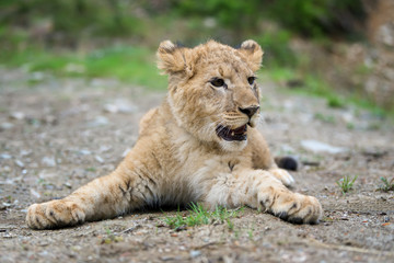 Young lion cub in the wild