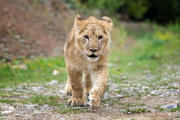 Young lion cub in the wild