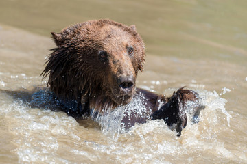 Brown bear in a water