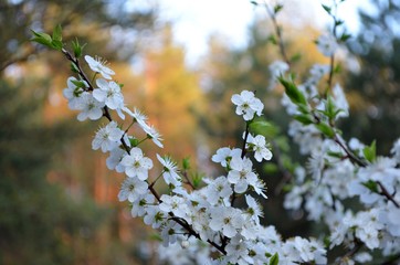 Flowering in a Pine Forest