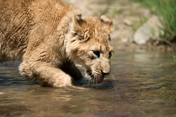 Fototapeta premium Young lion cub drink water