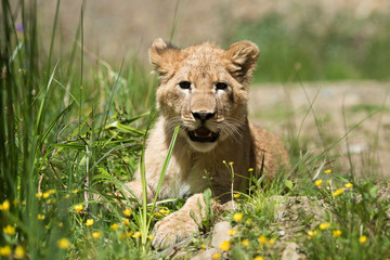 Young lion cub in the wild