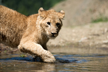 Young lion cub drink water