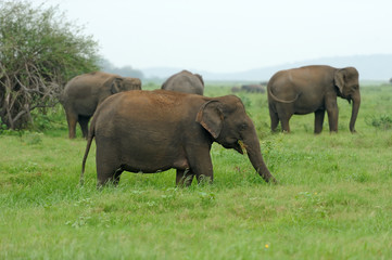 Naklejka na ściany i meble Elephants in National Park