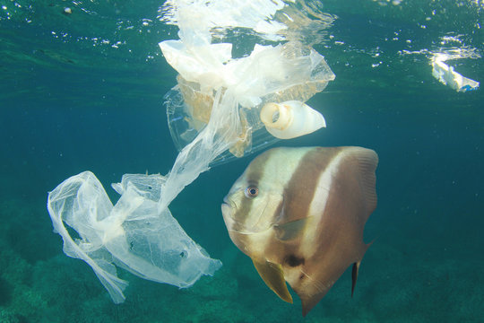 Plastic bags and bottles pollution in ocean with fish    