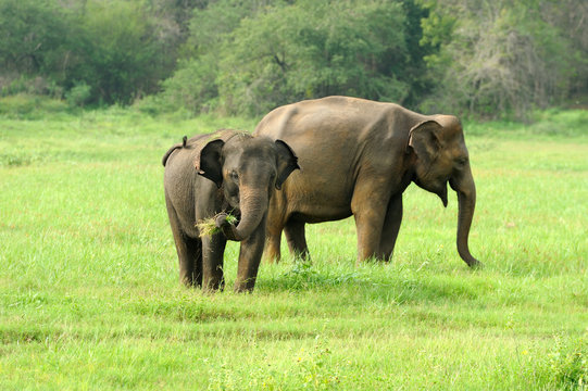 Fototapeta Elephants in National Park
