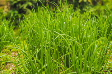close-up of onion plantation after the watering