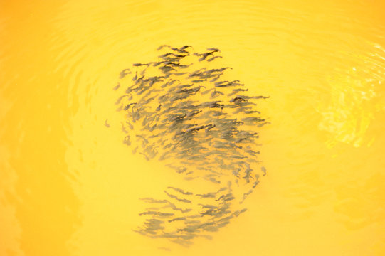 alevins poissons chats