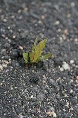 Green Sprout on the asphalt 