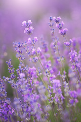Lavender flowers nature.