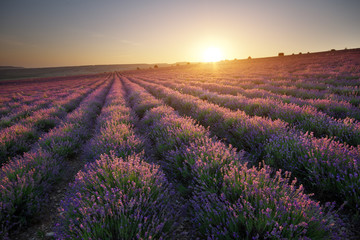 Obraz na płótnie Canvas Meadow of lavender at sunset.