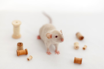 A small cute rat sitting on a white background surrounded by wooden bobbins