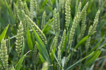 Agriculture. Field. Wheat, rye, cereals. Green spikelets in the field