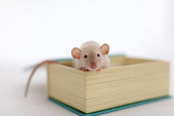 A small cute rat sitting in a decorative box and looking to the camera