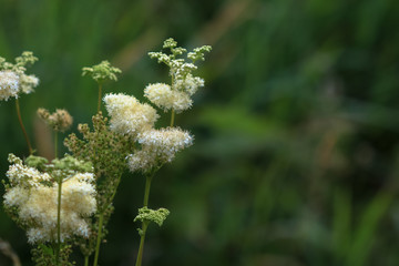 Weiße Wildblumen Blüten Nahaufnahme