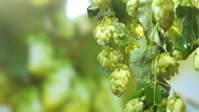 Professional video of twig of hops on the plantation in slow motion 180fps