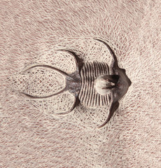 Petrified fossil trilobite