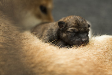  Close-up of a Newborn Shiba Inu puppy. Japanese Shiba Inu dog. Beautiful shiba inu puppy color brown and mom. 1 day old.