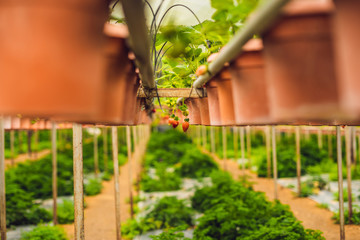 fresh organic strawberries growing on the farm