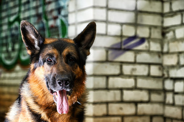 German shepherd dog near the brick wall