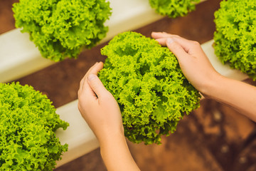 Salad in caring hands. Hydroponic vegetables salad farm. Hydroponics method of growing plants...