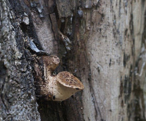 Polyporus squamosus mushroom