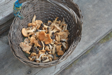 basket with fresh mushrooms