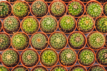 Cactus background pattern. Small cacti in pots