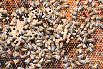 bees on a beehive