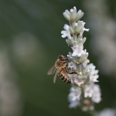 the bee on the white lavender flower
