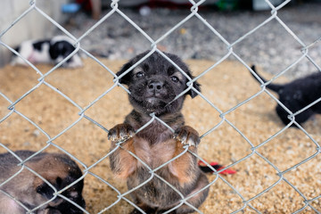 Black puppy with poor face are holding with looking