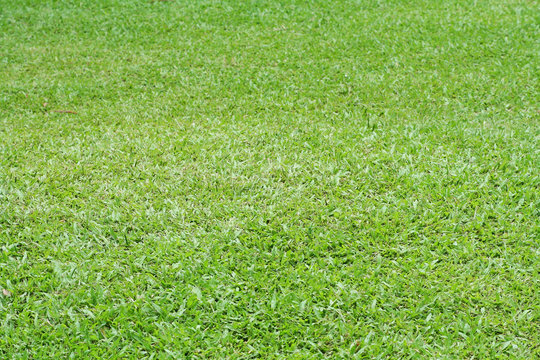 Green grass  field background and space