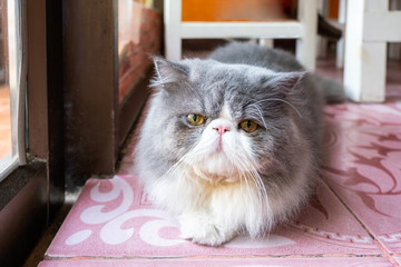 Persian white gray cat fluffy long hair lying with looking