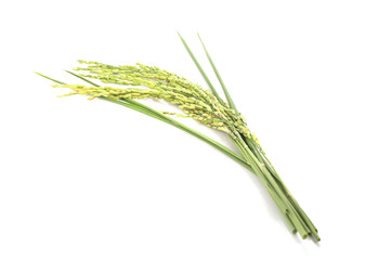 green spike rice Isolated on white Background