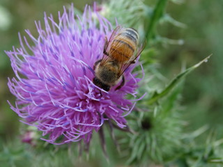 macro ape su fiore