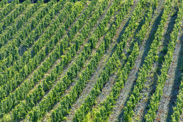 Fototapeta na wymiar growing vine in the vinyard in Moselle valley