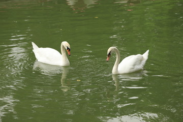 swan